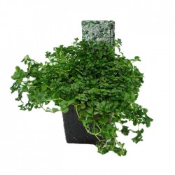 Veronica Repens