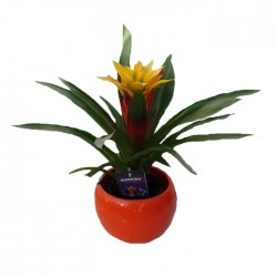 Guzmania 