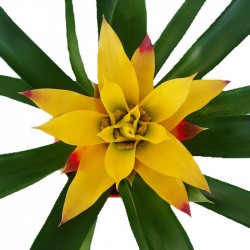 Guzmania 