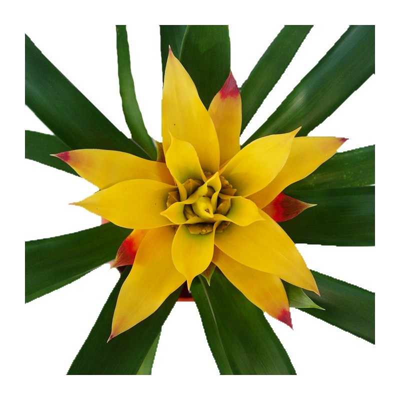 Guzmania 
