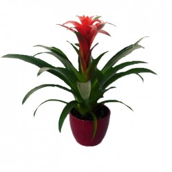 Guzmania 