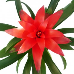 Guzmania 