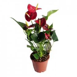 Anthurium Sierra