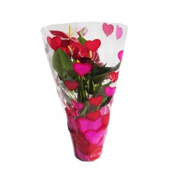 Anthurium Sierra