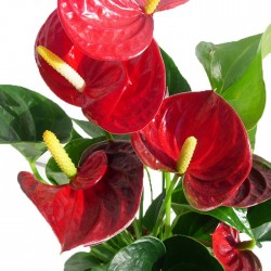 Anthurium Sierra