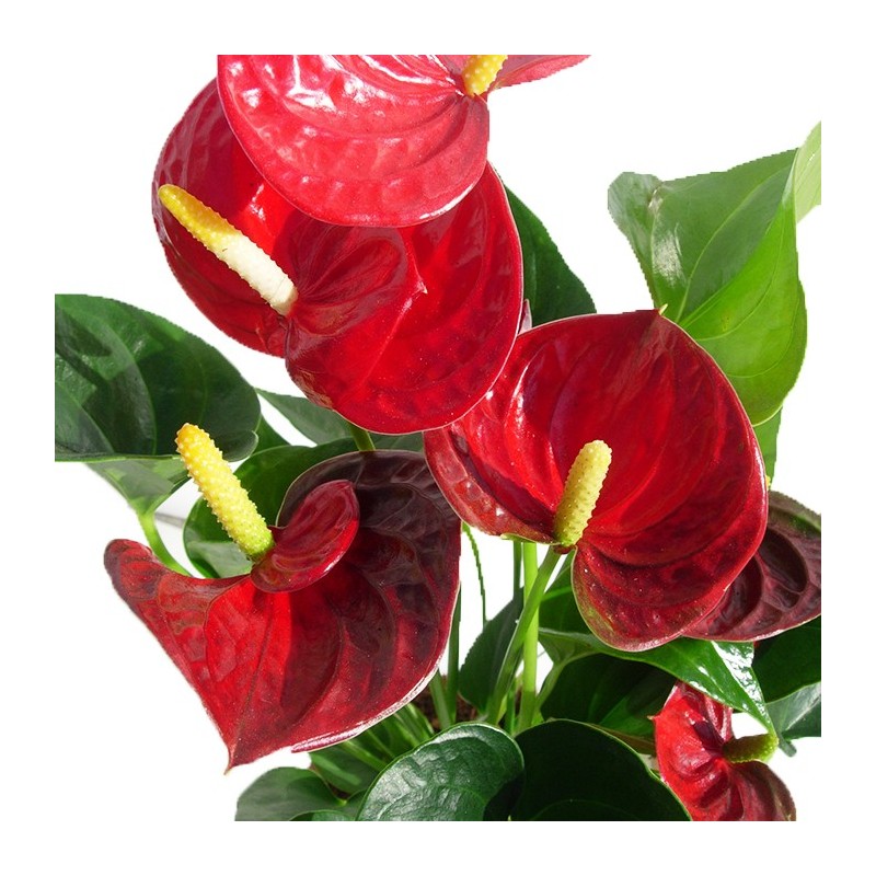 Anthurium Sierra