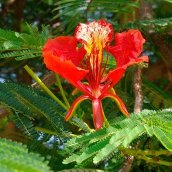 Delonix regia