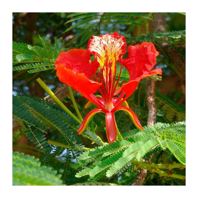 Delonix regia