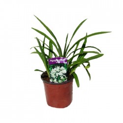 Agapanthus Africanus