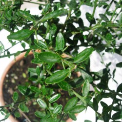 Microcitrus australasica