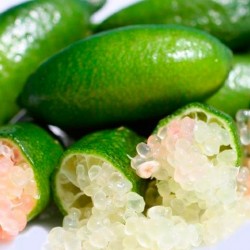 Microcitrus australasica