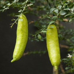 Microcitrus australasica
