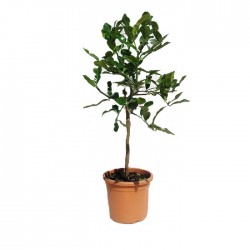 Citrus Hystrix
