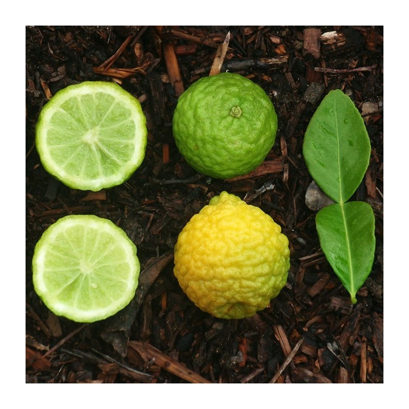 Citrus Hystrix