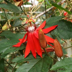 Passiflora vittifolia