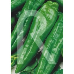 PIMIENTO CRISTAL