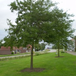 Gleditsia rubilace