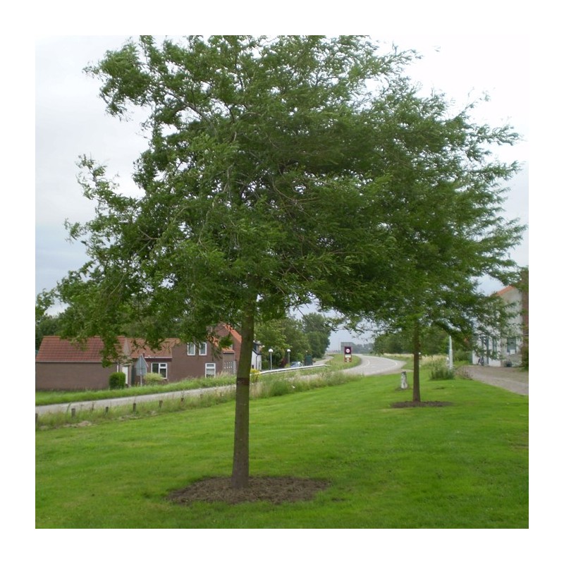 Gleditsia rubilace