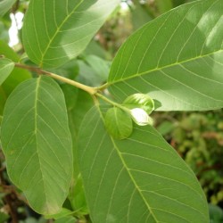 Guayaba limón