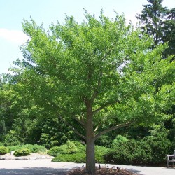 Ginkgo biloba