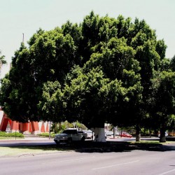 Ficus nitida
