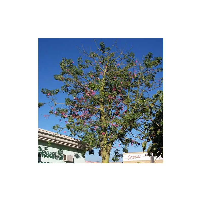 Chorisia speciosa