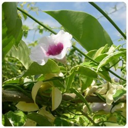 Bignonia jazminoide