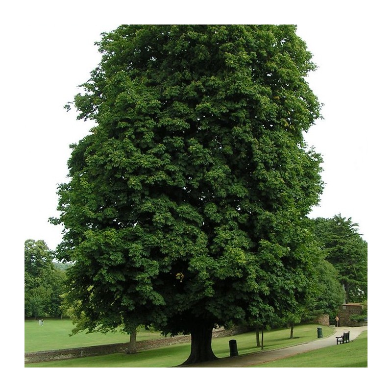 Aesculus hippocastanum