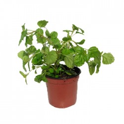 Planta del Dinero