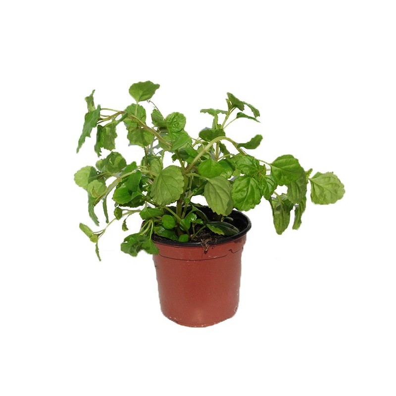 Planta del Dinero