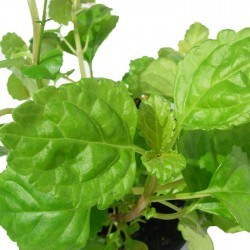 Planta del Dinero