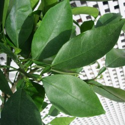 Naranjo imperial