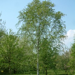Betula verrucosa