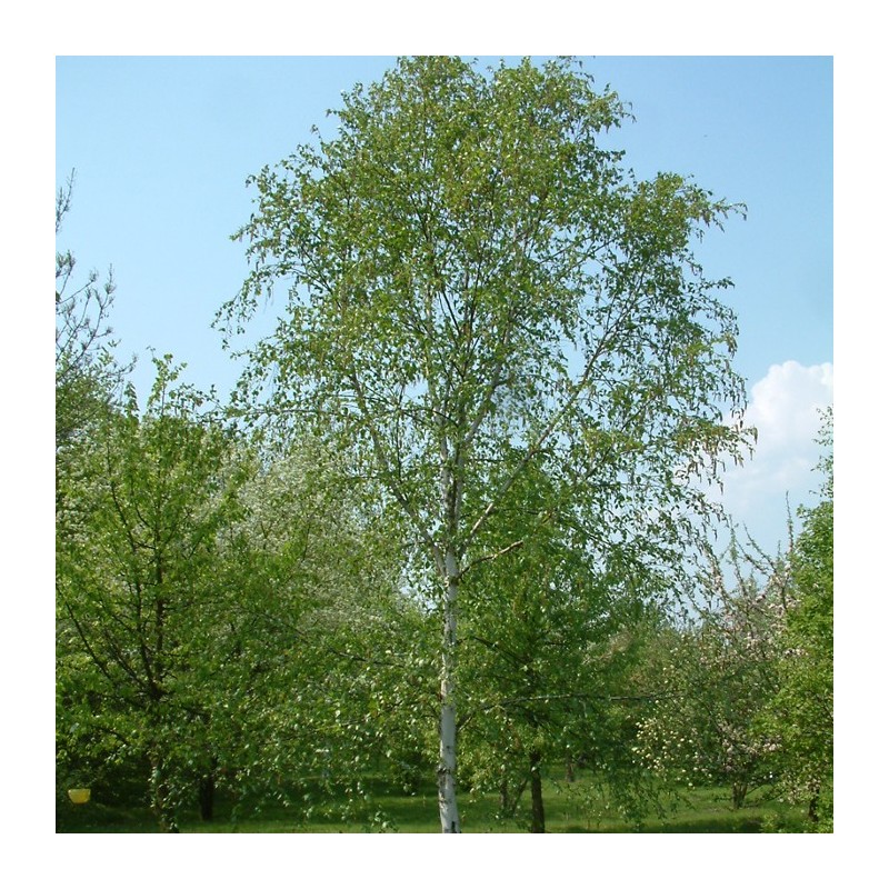 Betula verrucosa