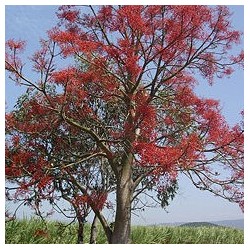 Brachichito acerifolia