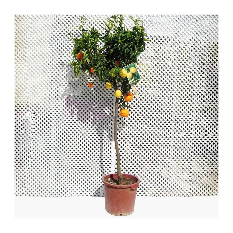Trifruto con naranjas, limones y mandarinas