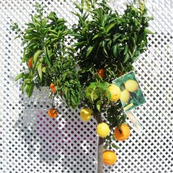 Trifruto con naranjas, limones y mandarinas