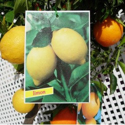 Trifruto con naranjas, limones y mandarinas