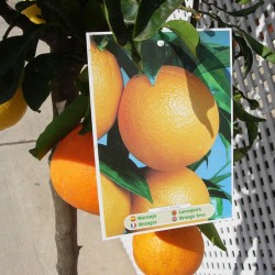 Trifruto con naranjas, limones y mandarinas
