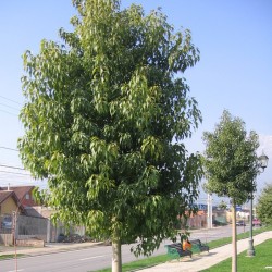 Brachichito discolor