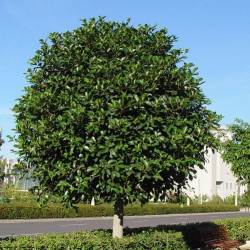 Ficus australis