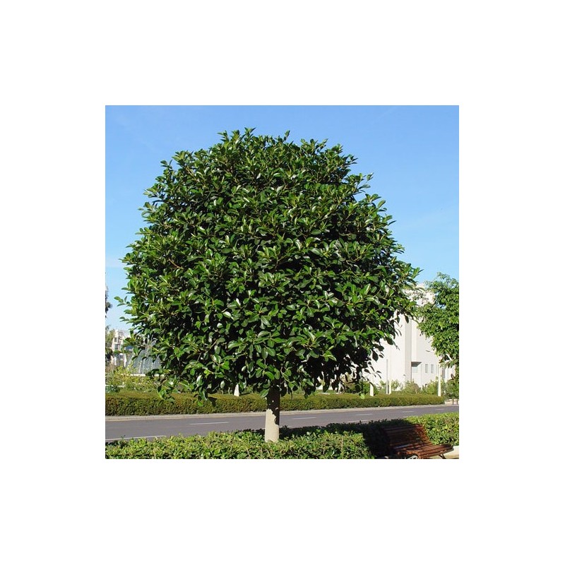 Ficus australis