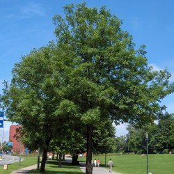 Fraxinus angustifolia