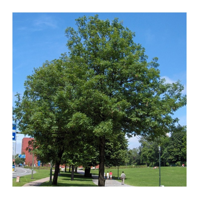 Fraxinus angustifolia