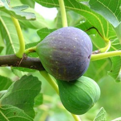 Higuera breva