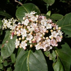 Viburnum tinus