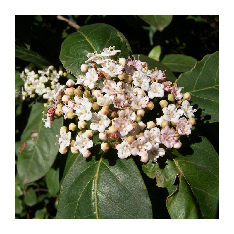 Viburnum tinus