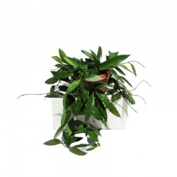 Hoya gracilis