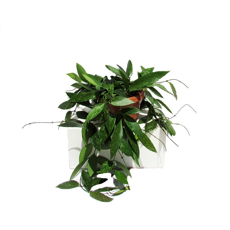 Hoya gracilis