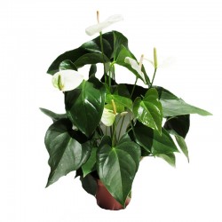 Anthurium Sumi Blanco